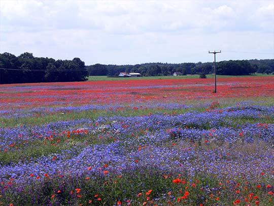 Farbenfrohe Korn- und Mohnblumen, Wald und Wiesen bei Krummin