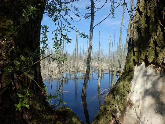 Eindrucksvolle Moorlandschaft im urwüchsigen Peenetal